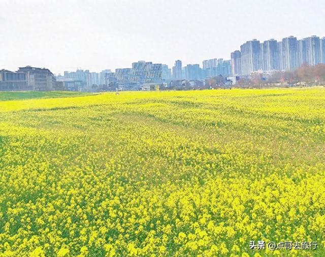 成都南三环附近最大油菜花田，天然观景台，视野非常壮观！
