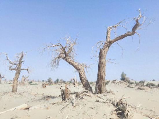 从“沙魔逼林”到“林海锁沙”：巴楚夏马勒胡杨林的生态蜕变