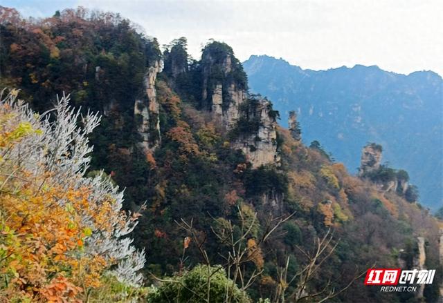 张家界天子山景区迎入冬首场雾凇 彩叶雾凇相映成画醉游人