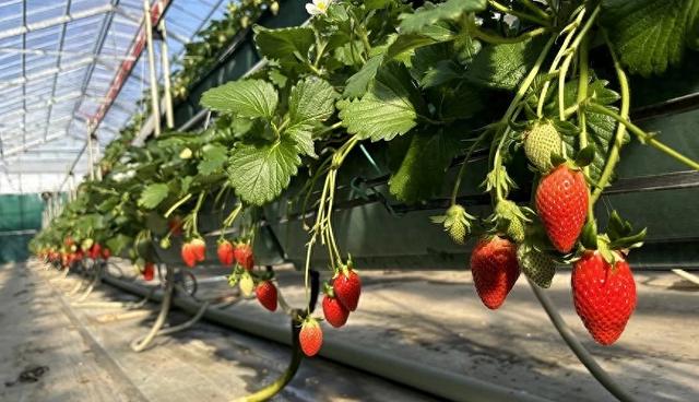 东京采草莓景点10选：新宿、涩谷当日来回、多样草莓品种吃到饱