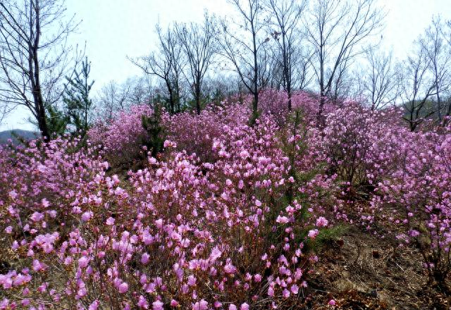 闻名省内外的“本溪地区最大的野生映山红花海”即将迎来观赏季