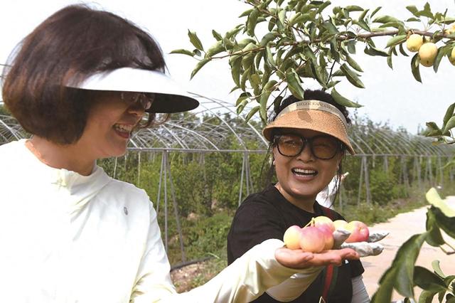 从“摘果尝鲜”到“沉浸式体验” 银川乡村游玩法升级 解锁诗与远方