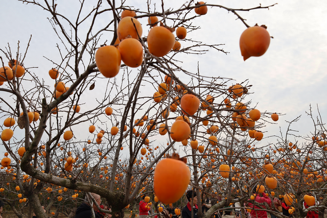 沙子口街道大河东村双拥公园：秋意浓，文明美，共赴一场秋日之约