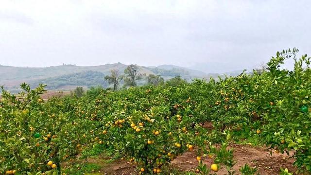 凤栖陶岭橘满坡