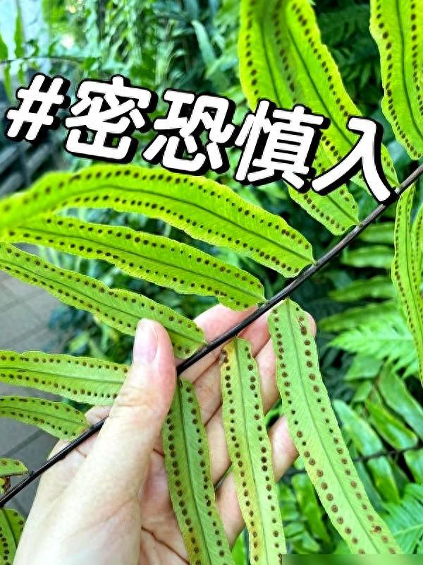 “阴花不能进阳宅”！家里若有这5种花，请赶紧“搬出去”！