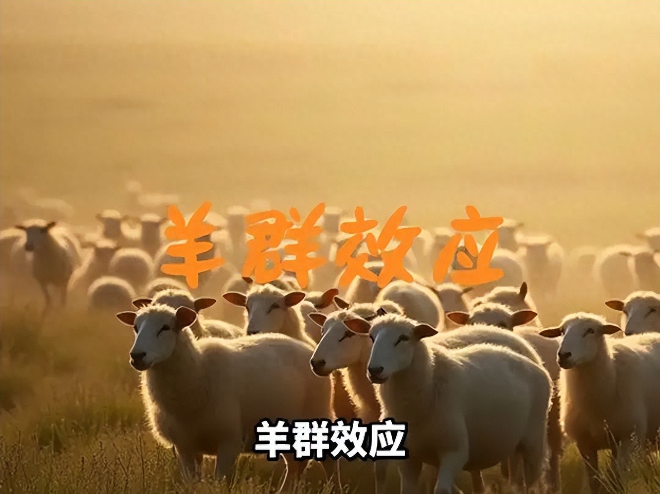 金融学里的羊群效应是什么意思?