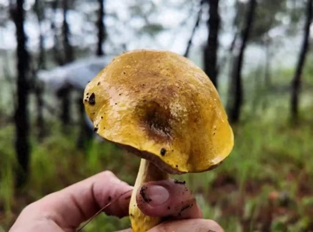 【20度的丽江】雨落一场，菌子疯长！丽江周末全民"寻宝"忙