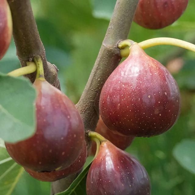 秋崃 | 秋日蜜语，果香满溢：赴一场邛崃无花果的甜蜜邂逅