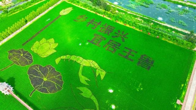 以大地为幕，以彩稻为笔，鱼台县用稻浪书写田园诗篇
