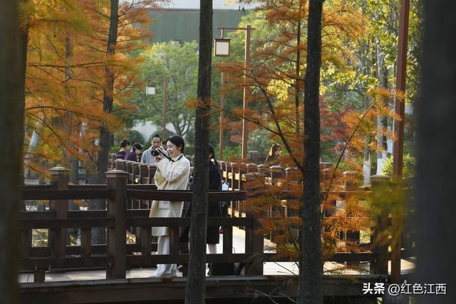 初冬限定美景！宜春北湖水杉成游人拍照“新地标”