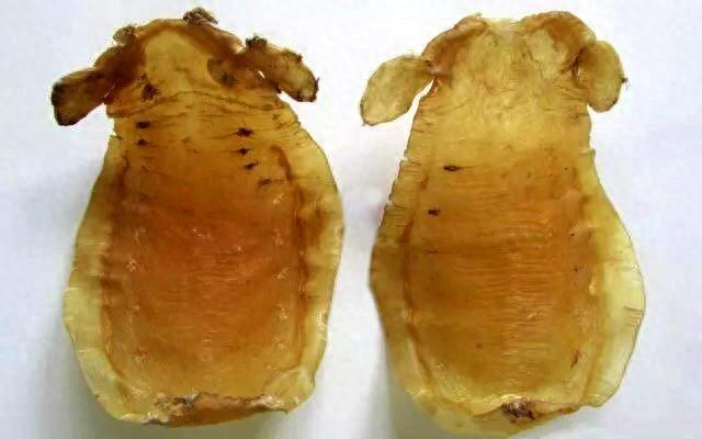 深海红鳘鱼胶 2026年深海红鳘鱼胶作用