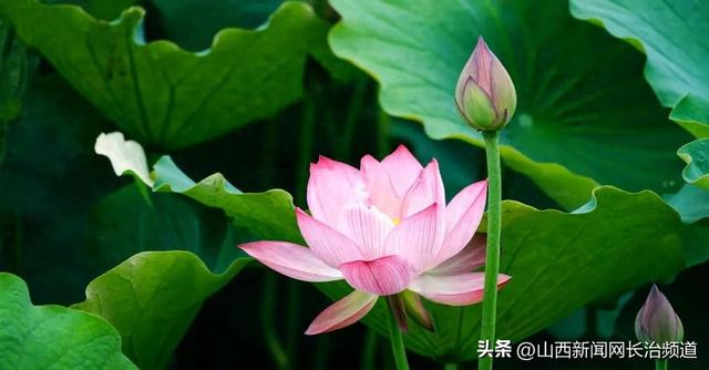 黎城县：黎侯公园荷韵浓 夏日盛景醉游人