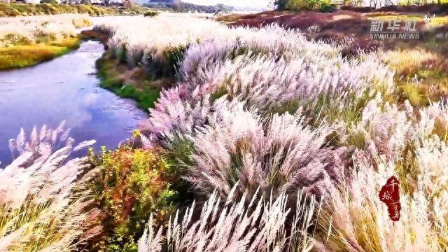 千城百县看中国｜湖南隆回：芦花摇曳赧水美