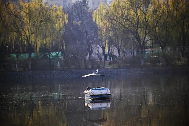 观鸟不必远行，“家门口”就能满足！