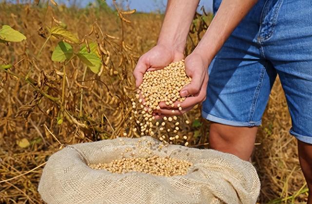 中美经贸协议刚达成就遇阻，美国大豆新订单清零，核心分歧在特朗普善变与高关税？