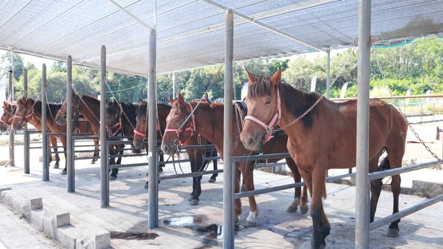 沉浸式户外骑马体验受欢迎