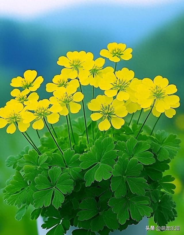 每片叶子诉说故事，走进自然怀抱，治愈疲惫灵魂的天然氧吧