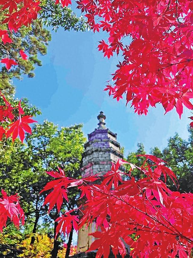 黑龙潭公园6000株枫树枫叶红了
