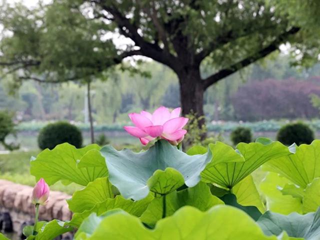 以“荷”为媒绘文旅新画卷！顺义公园荷花展开幕