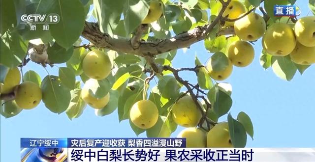 辽宁海参多少钱一斤 2026年辽宁大连海参多少钱一斤