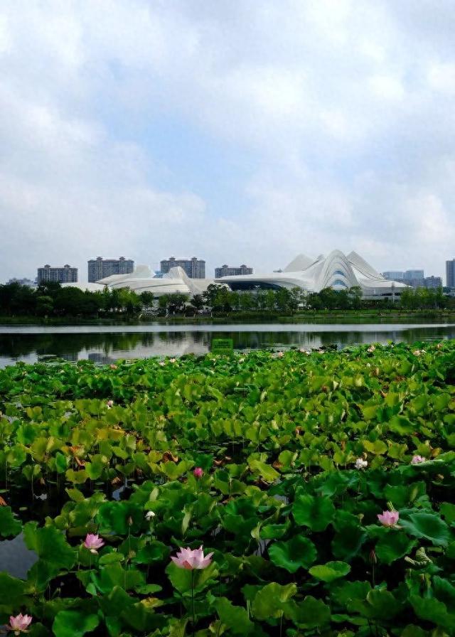 盛夏“荷”处去？三湘美景等你约……