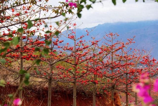 红河元阳木棉燃春，奏响奋进曲