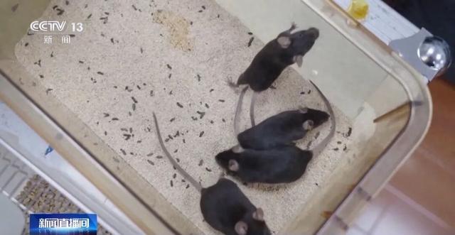 首次上天！4只小鼠已选定→