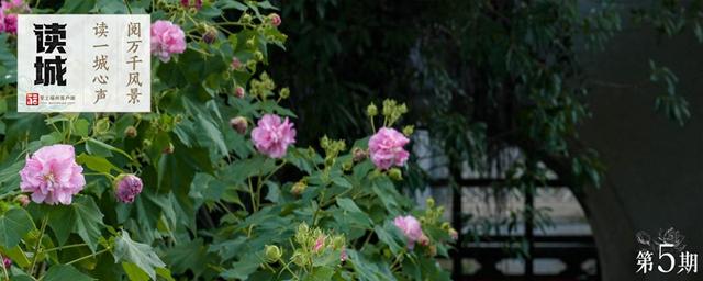 这份“拒霜之美” 藏着福州独有的秋冬温柔