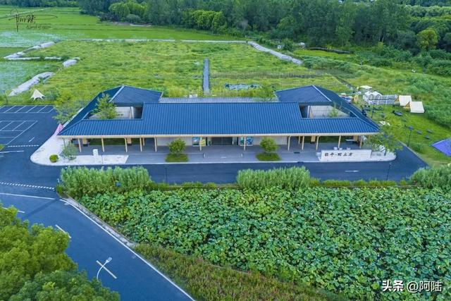 杭州最哗众取宠的荷塘在临平田立方，但营地、宠物和瓜果确实有趣