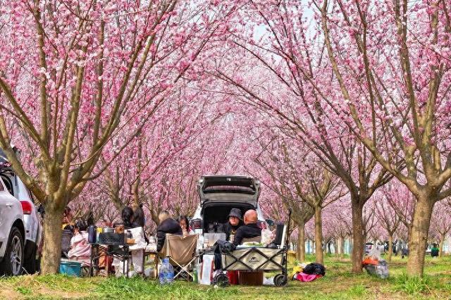 西安鄠邑丁村:梅花盛开 春意盎然
