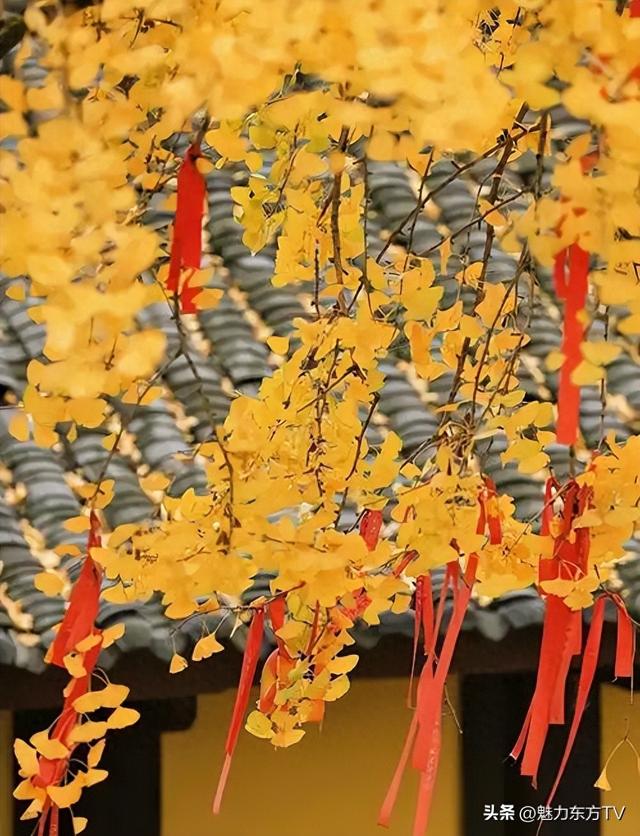 重庆千年银杏树换"金装"：秋日金色童话已出现！