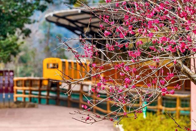 张家界十里画廊“踏雪寻梅”即将上线，“春日童话”加倍浪漫