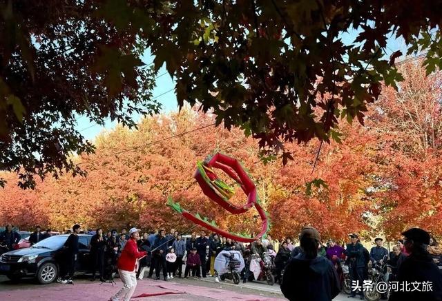 河北肃宁：红枫似火引客来 人文生态共绘秋韵画卷