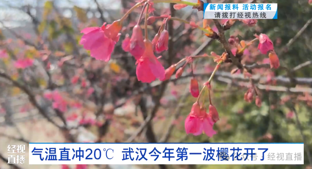 武汉今年第一波樱花开了！市民：第一次见，此公园现蜡梅、梅花、樱花“三花同赏”景象