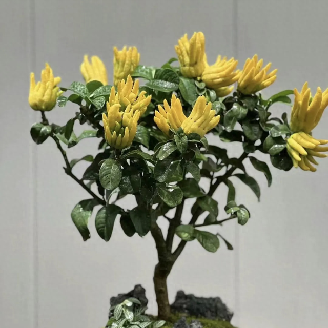 家里养这5种香花，细菌“闻味就躲”！至少摆一盆，全家少生病
