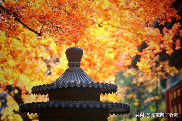 周末香山赏红叶保姆攻略