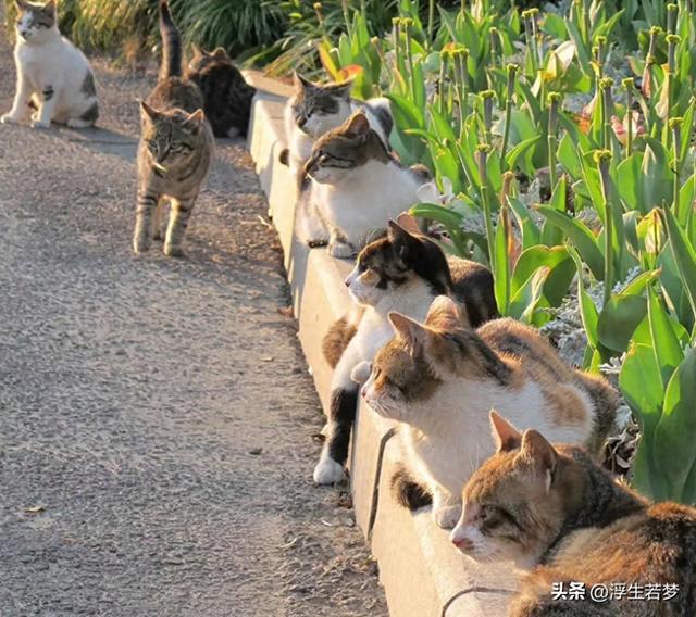 猫优化（说猫咪不聪明那是你不懂）