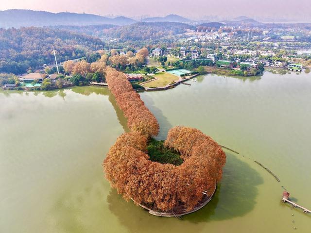 武汉东湖一地被金黄树木环绕形似“金钥匙”，吸引游客打卡，带动周边商业热度