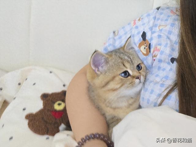 猫咪发情的表现有哪些？（猫咪发情的6大表现）