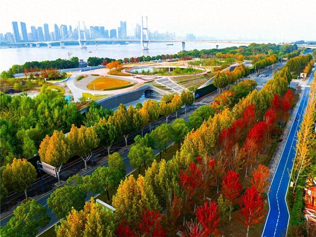 武昌街头层林尽染，如一幅古城油画等您来欣赏