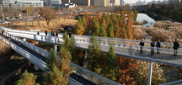 深秋时节 郑州专属“莫奈花园”等你来打卡！