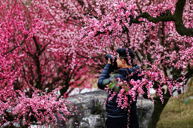 焕新待放！贵州梅园1月24日开园
