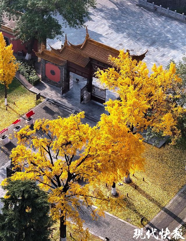 一眼千年别错过，南京朝天宫古银杏身披“黄金甲”