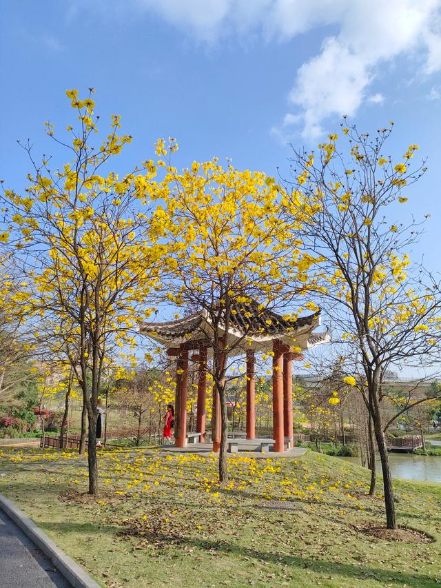 南宁江南公园黄花风铃木开啦！