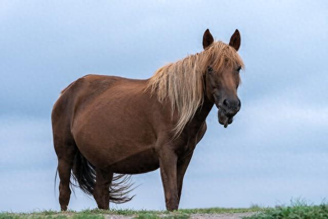 属马的你	，今年最大的难题，不是事，而是“人”！