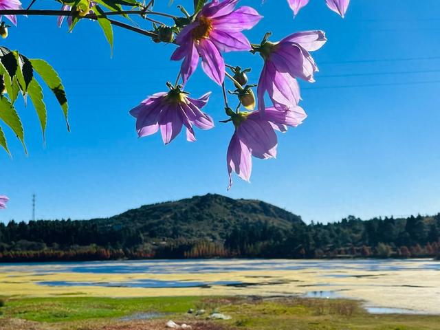 初冬限定，三家村水库邂逅油画级大丽花海