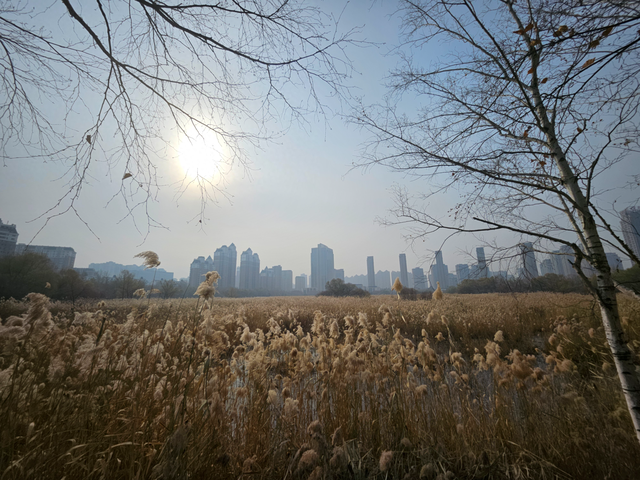 哈尔滨湿地秋色就浓缩在这个公园里