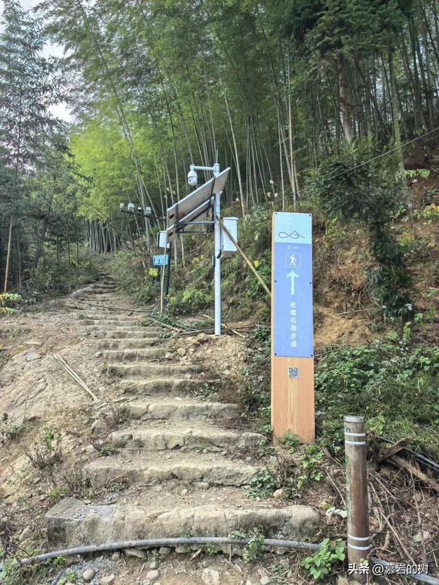 衢州老鹰石游步道，竹林里的徒步登山道