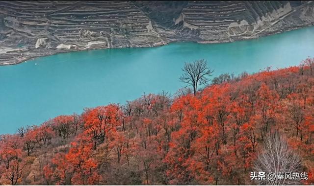 彬州市罗店村：红色染秋山 八方游客聚此共赴“盛柿之约”