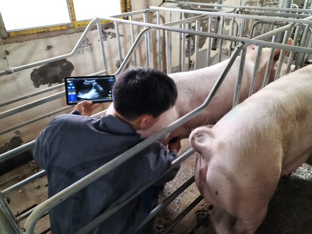 SEO监测卵泡（规模化猪场如何利用猪用B超提高母猪年产胎次）